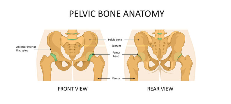 Pelvic bone anatomy. Pelvis hip illustration front and rear view