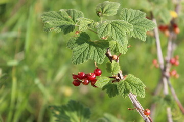 red currant bush