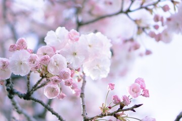 満開の桜（フゲンゾウ）