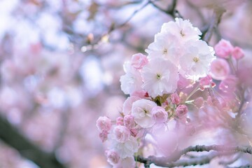 満開の桜（フゲンゾウ）