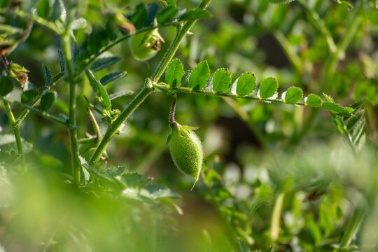Green pods of chickpeas grow on a plant