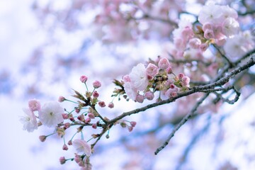 Obraz premium 満開の桜（フゲンゾウ）