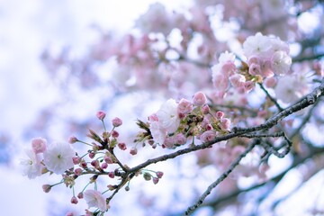満開の桜（フゲンゾウ）