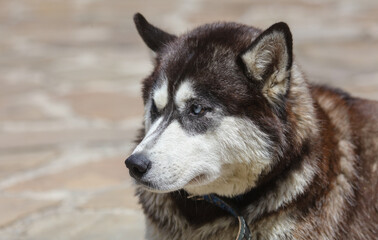 Portrait of a dog in park.