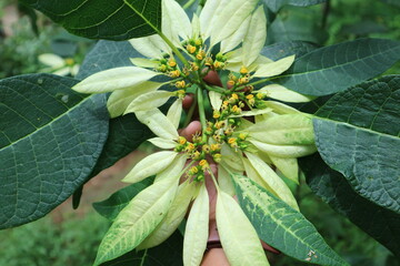 leaves on a tree