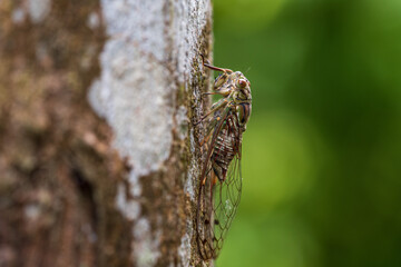 Side image of Common cicada perching on a tree trunk.