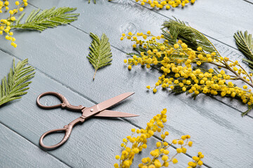 Beautiful mimosa flowers and scissors on wooden background