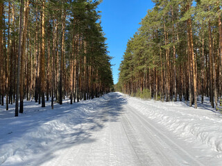 snowy forest road on a sunny day.