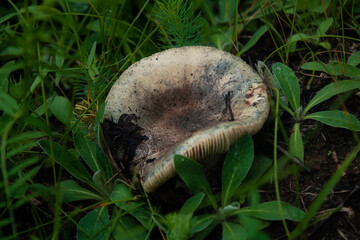 mushroom in the grass