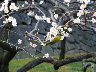 梅の蜜を吸うメジロ