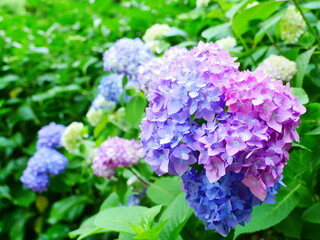 寒色グラデーションのアジサイ