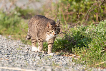 歩いている猫　キジトラ猫