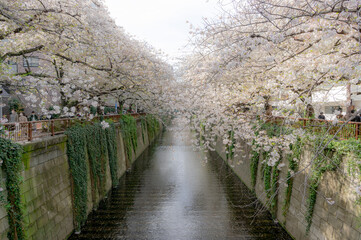 東京都目黒区中目黒の目黒川沿いの桜並木の景色