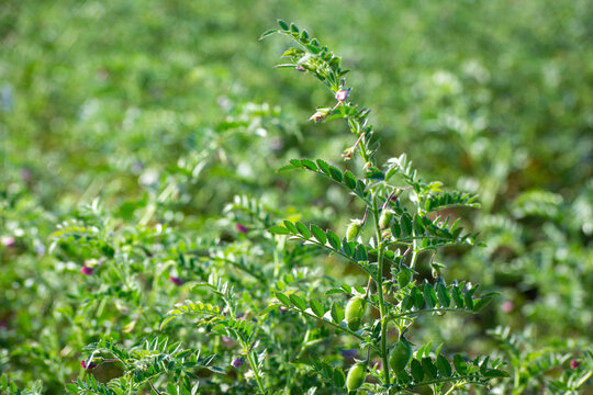 Green pods of chickpeas grow on a plant
