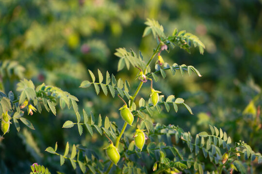 Green pods of chickpeas grow on a plant