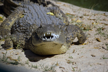 Snarling Crocodile