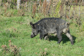 A young pig in the vicinity of the village of Generalka in the Altai Territory. Western Siberia....