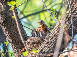 Thrush fieldfare, Turdus pilaris, in a nest with chicks © Dmitrii Potashkin