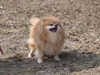 red dog pomeranian spitz walking in the park