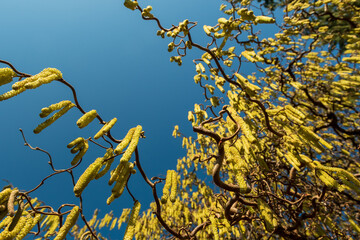 Allergie im Frühling