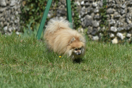 1 541 Best Chien De Race Images Stock Photos Vectors Adobe Stock