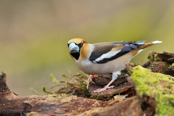 hawfinch sits on the stump . (Coccothraustes coccothraustes) Wildlife scene from nature.