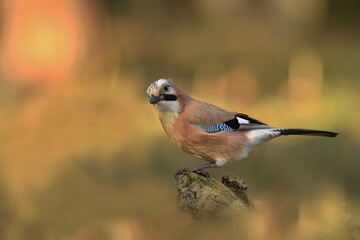 Eurasian jay sitting on the stump. (Garrulus glandarius)Bird in the nature habitat. Wildlife scene from nature.