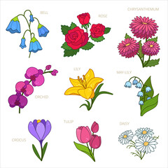 Vintage Cute illustration. Drawing style. Cartoon flower set for print design. Lily, rose, chrysanthemum, daisy, bell, tulip
