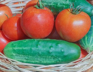 harvest of tomato and cucumber in a wicker basket
