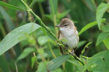great reed warbler perched on reeds. Wildlife scene from nature. Acrocephalus arundinaceus.