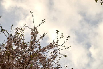 散りかけの桜・空・雲