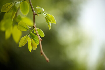柿の木・春・枝のアップ・さわやか