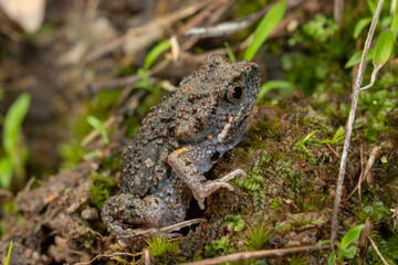 Montane toadlet (Uperoleia altissima) a small species of frog endemic to Far North Queensland. Ravenshoe, Queensland, Australia