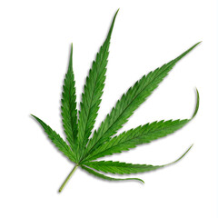 Marijuana Cannabis leaf,