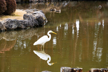 池で獲物を狙うシロサギ