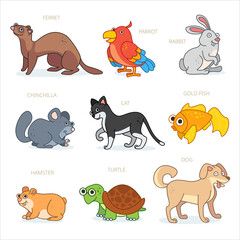 Pet characters design collection. Cartoon animals set. Ferret, parrot, rabbit, chinchilla, cat, gold fish, hamster, dog, turtle. 