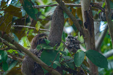 Closeup view of a beautiful Sloth in Costa Rica in its natural habitat 