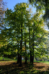 Autumn landscape with large trees with dried green, yellow, orange and brown leaves in Circus Park (Parcul Circului) in Bucharest, Romania in a sunny day.
