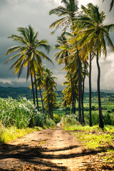 Fototapeta premium Path way with tall palm trees in Réunion Island