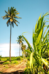 Path way with tall palm trees in Réunion Island