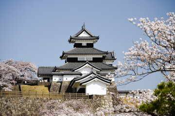 満開の桜と福島県白河市の小峰城