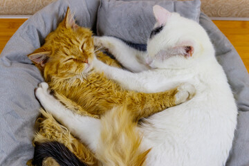 Two cats lying in their soft cozy cat bed