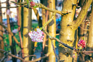 Flowers of Bodnant viburnum on a sunny day in winter