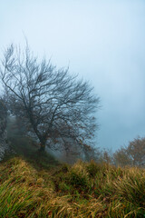 The mysterious Otzarreta forest. Gorbea Natural Park, Basque Country, Spain