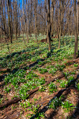 White snowdrop flowers (Galanthus nivalis) in a spring forest