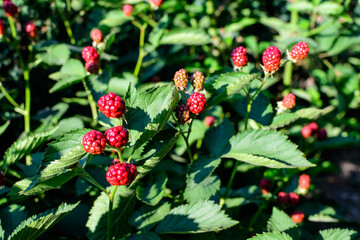 Many delicate small red fruits of blackberry bush in direct sunlight, in a garden in a sunny summer day, beautiful outdoor floral background photographed with soft focus.