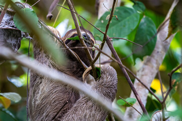 Closeup view of a beautiful Sloth in Costa Rica in its natural habitat 