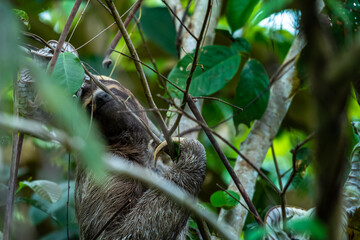 Closeup view of a beautiful Sloth in Costa Rica in its natural habitat 