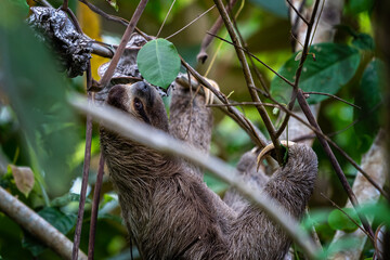 Fototapeta premium Closeup view of a beautiful Sloth in Costa Rica in its natural habitat 
