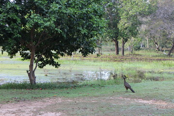 パンタナール湿原